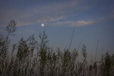 Grass silhouetted by a full moon © 2022 L. Eilee S. George