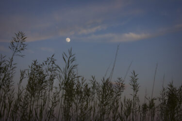 Grass silhouetted by a full moon © 2022 L. Eilee S. George