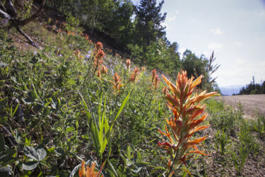Indian paintbrush and bluebells coloring a hill by a dirt road © 2022 L. Eilee S. George