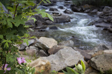 Primrose and stream near Nederland © 2022 L. Eilee S. George