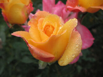 Wet roses in the garden © 2016 L. Eilee S. George