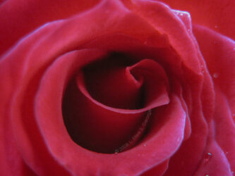 red rose © 2008 L. Eilee S. George