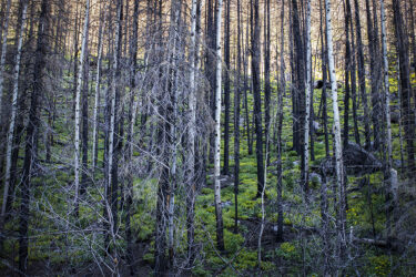 Burned Forest coming back to life at sunset © 2022 L. Eilee S. George
