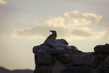 Goldfinch with a prize atop a ruin in Jefferson County CO © 2022 L. Eilee S. George