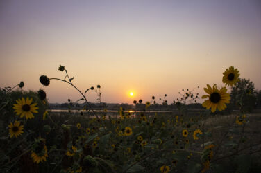 Sunflower Sunset © 2021 L. Eilee S. George
