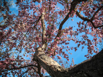 looking up into blooming trees at Washington Park Denver © 2012 L. Eilee S. George
