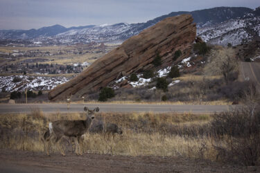 Deer at Red Rocks one of many © 2022 L. Eilee S. George