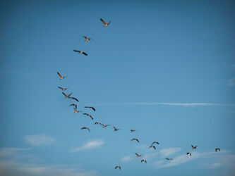 Geese flying over a park in Westminster Colorado © 2014 L. Eilee S. George