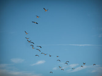 Geese flying over a park in Westminster Colorado © 2014 L. Eilee S. George
