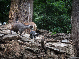The kid's three days old; these goats live next to a cave that's been turned into a bar in Arkansas © 2014 L. Eilee S. George