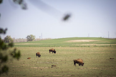 A reference to some buffalo we passed regularly on the way to our cabin when I was a kid, this peaceful scene tugged at my nostalgia bone © 2022 L. Eilee S. George