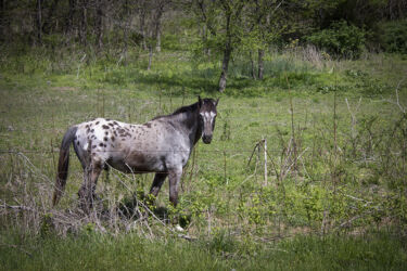 Lovely patterned horse in Saginaw © 2022 L. Eilee S. George