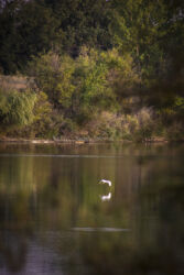 Heron caught through the trees flying over the lake © 2021 L. Eilee S. George