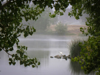 song-inspiring Heron in fog at Adams County fairgrounds, CO © 2013 L. Eilee S. George