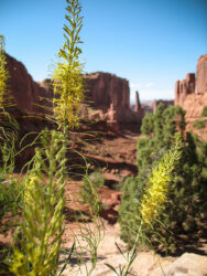 Yellow flowers in front of Arches NP formations © 2012 L. Eilee S. George