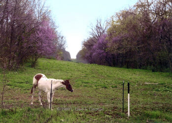 Horse enjoying a spring day in Saginaw MO © 1989 L. Eilee S. George (this derivative edited LESG 2009)