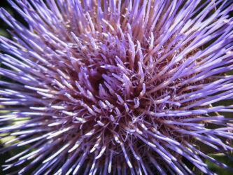 Washington Park flowers in Denver © 2016 L. Eilee S. George