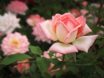 Miniature pink rose in our garden © 2013 L. Eilee S. George