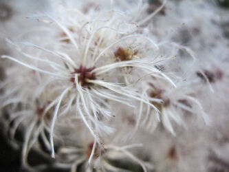 Odd fluffy plant at Lair o’ the Bear open space park near Morrison CO © 2016 L. Eilee S. George