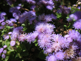 Washington Park flowers in Denver © 2016 L. Eilee S. George