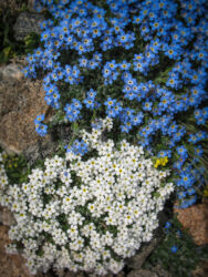 Mountain Laurel on Mt. Evans © 2009 L. Eilee S. George