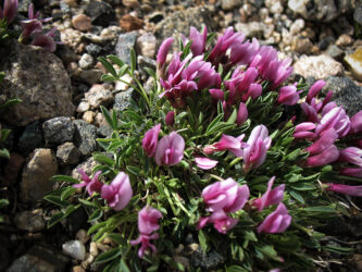 Pink blooming beauty on Mt. Evans © 2009 L. Eilee S. George