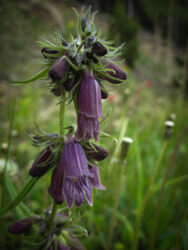 Plum-colored beauty on Mt. Evans © 2009 L. Eilee S. George