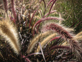 Washington Park flowers in Denver © 2016 L. Eilee S. George