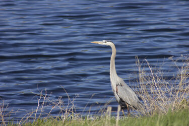 Heron at Adams County Fairgrounds 6 May 2021 © 2021 L. Eilee S. George