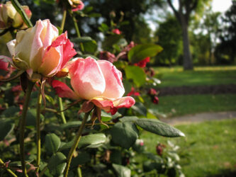 Rosees that, like everything, make me think of food, in Washington Park, Denver CO © 2013 L. Eilee S. George