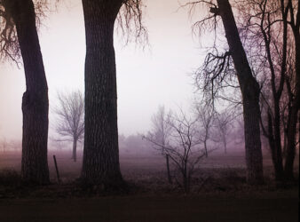 These trees, one of which could easily have been 100, were chopped down to widen an intersection in Boulder County–not a road–an intersection © 2010 L. Eilee S. George