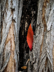 Leaf stuck in a tree trunk void © 2010 Linda Eilee S. George