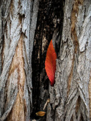Leaf stuck in a tree trunk void © 2010 Linda Eilee S. George