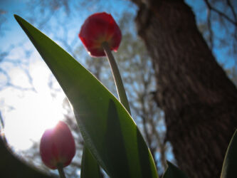 Low-angle shot of volunteer tulips that popped up in our old yard © 2012 L. Eilee S. George