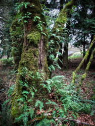Moss- and fern-covered trees in moist March Oregon © 2008 Linda Eilee S. George