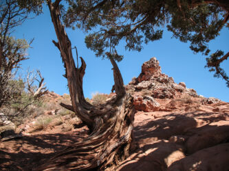 Interesting part of an ancient tree trunk with rock formations and dappled shade © 2012 L. Eilee S. George