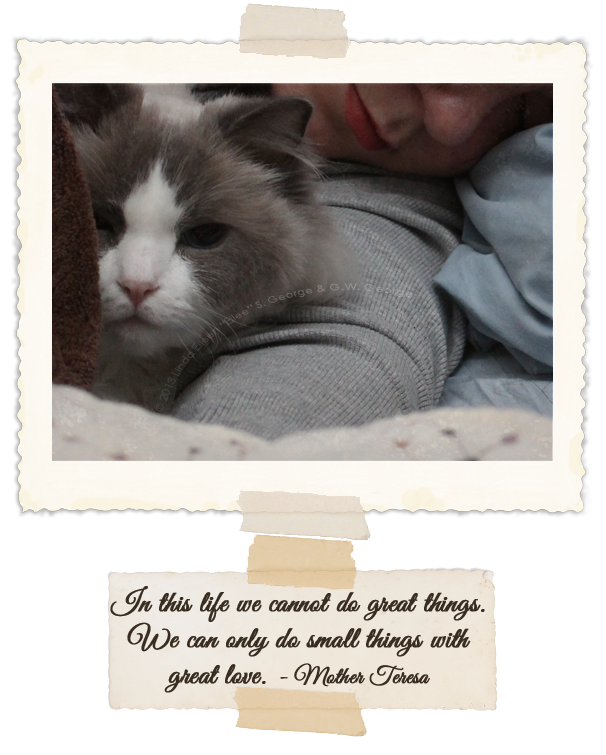 Yeti-the-Cat-Nursemaid