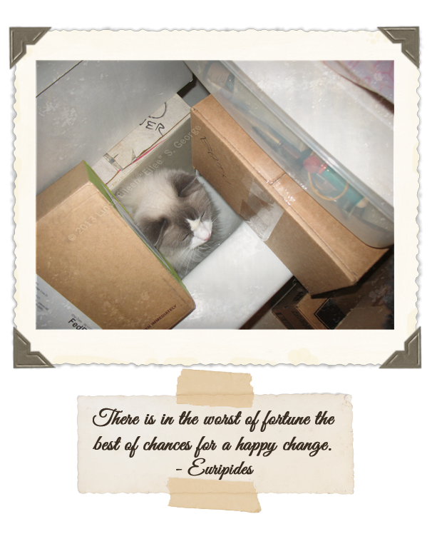 Yeti-the-Cat-Boxed-In