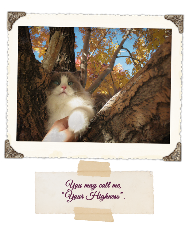 Yeti-the-Cat-Yeti-Treelaxing-by-Lin-Eilee-S-George