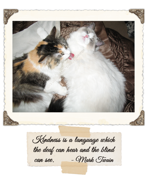 Yeti-the-Cats-Kindness-by-Lin-Eilee-S-George