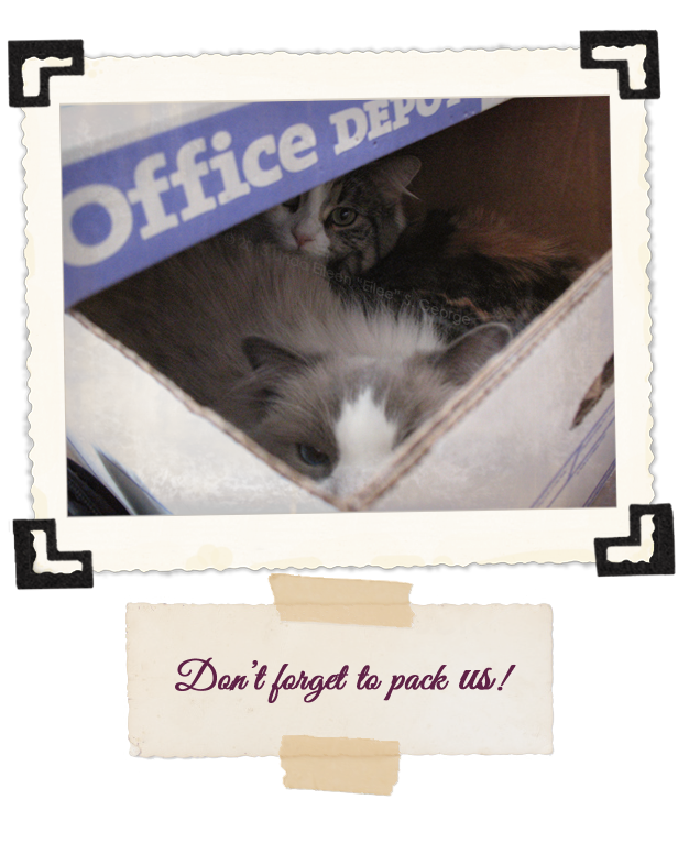 Yeti-the-Cat-and-Peekaboo-Pack-Us-Too