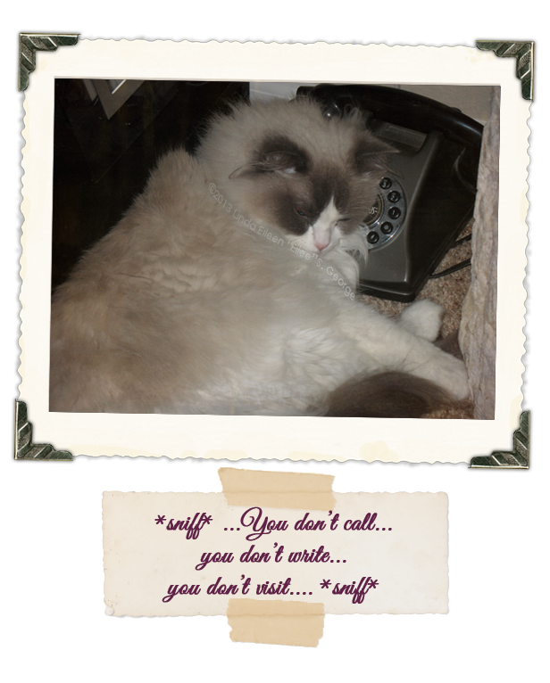 Yeti-the-Cat-Misses-U-Captioned-sniff-You-Don't-Call-You-Don't-Write-You-Don't-Visit-sniff