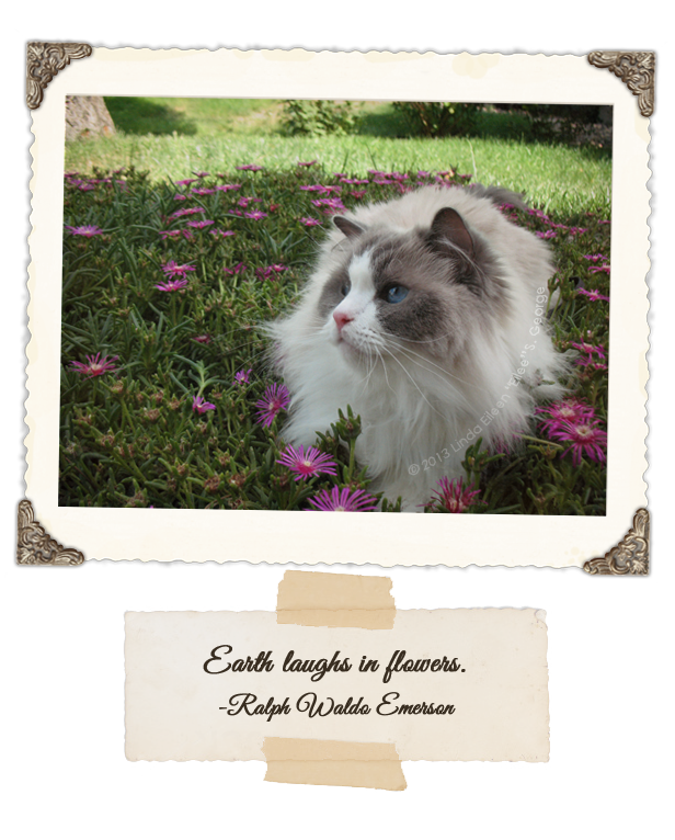 Yeti-the-Cat-Flower-Emerson