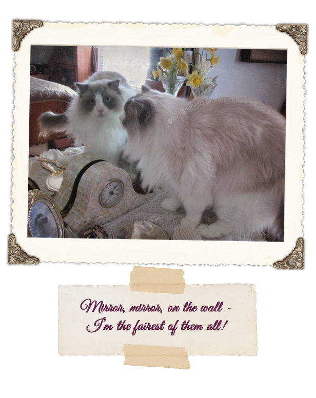 Yeti the Cat is Fairest of All