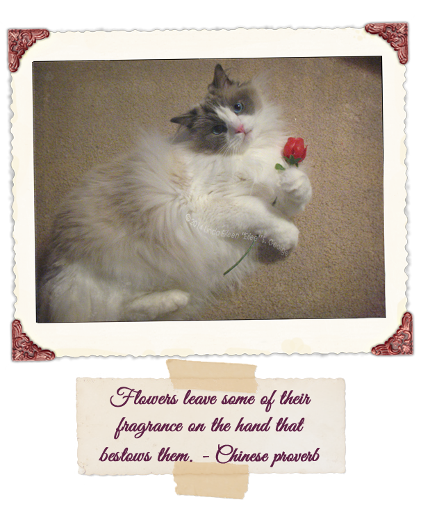 Yeti-the-Cat-Rose-Bud