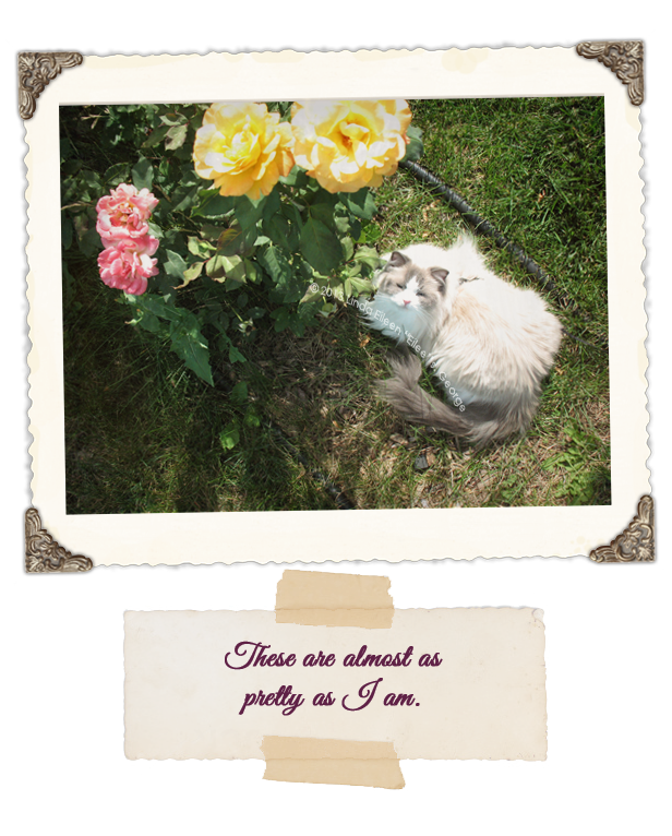 Yeti-the-Cat-Roses