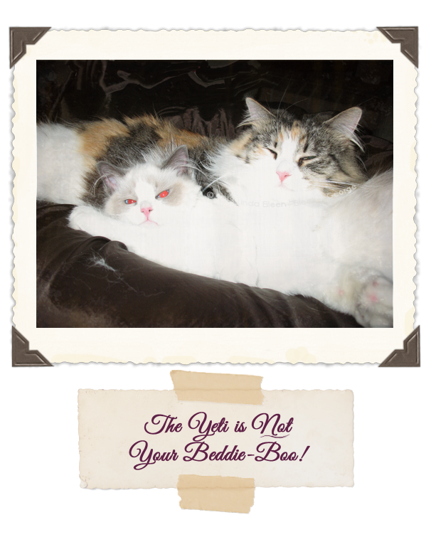 Yeti-The-Cat-Is-Not-Ur-Bed-Boo