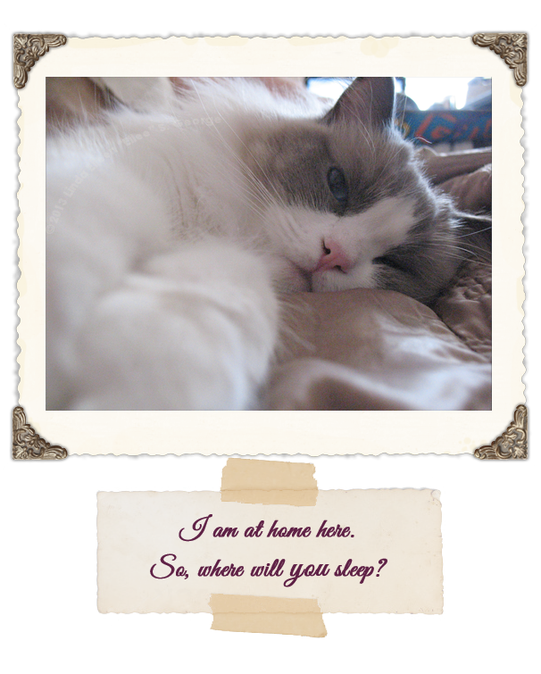 Yeti the Cat and Bed Monopolizer