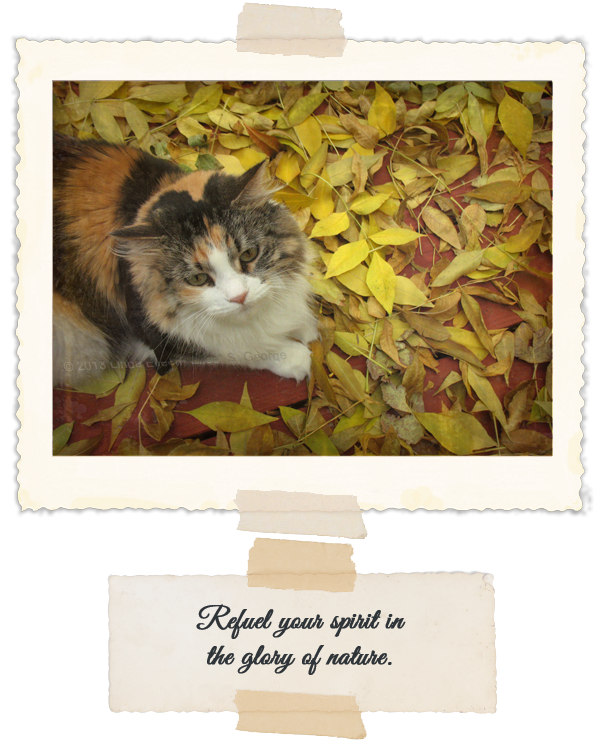 PeekaBoo-Fall-Leaves